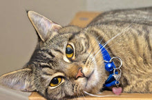 Load image into Gallery viewer, Harmony Rose Quartz Healing Pet Pendant