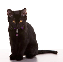 Load image into Gallery viewer, Protection Amethyst Healing Pet Pendant
